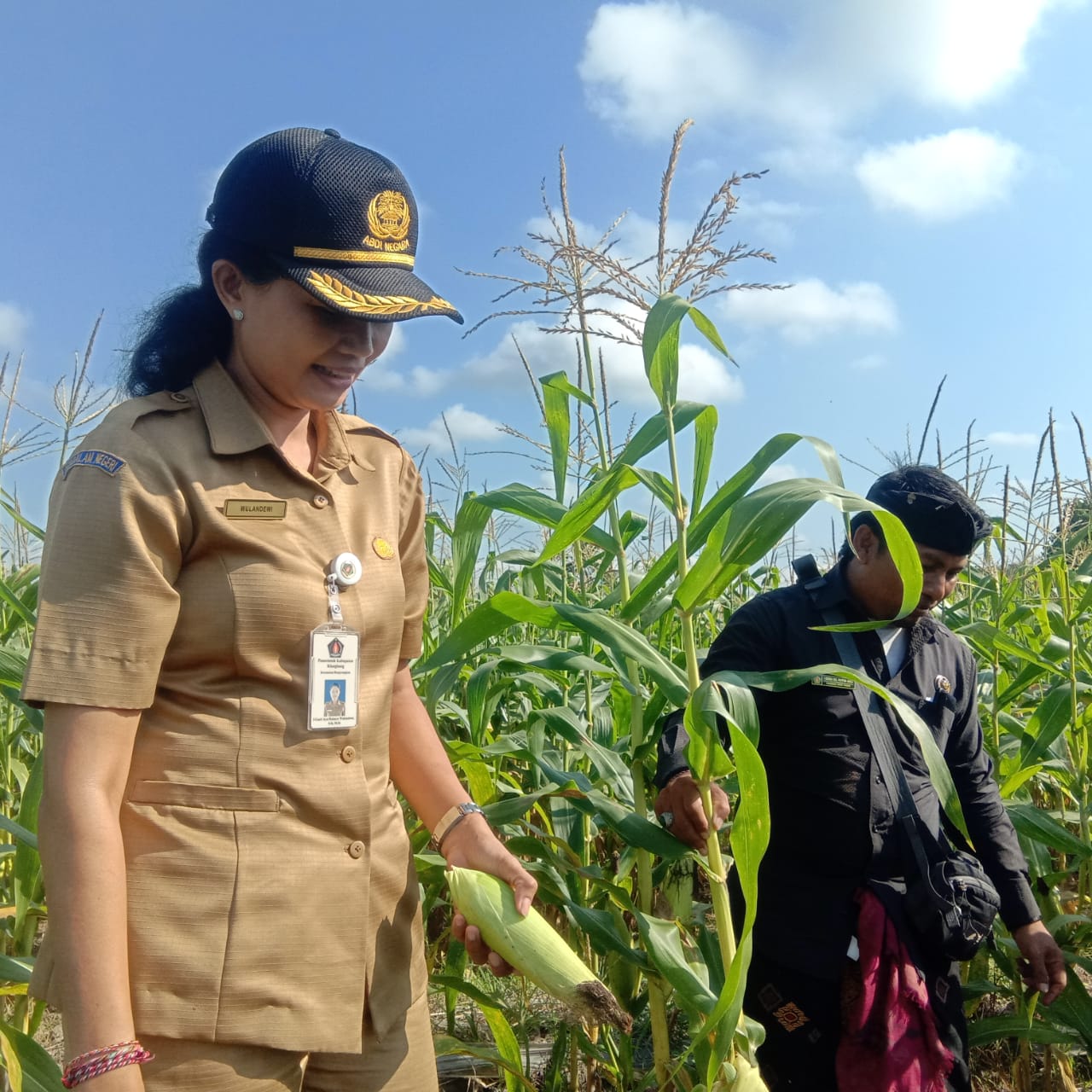 ”PANEN JAGUNG”